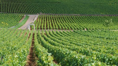 Montrachet_vineyards