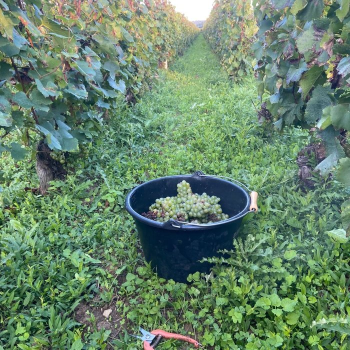 SEPTEMBER IS PLUKMAAND ! Vendanges au Domaine Coche-Dury