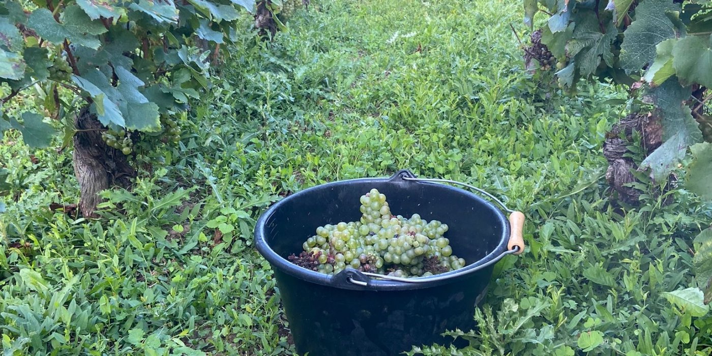 SEPTEMBER IS PLUKMAAND ! Vendanges au Domaine Coche-Dury